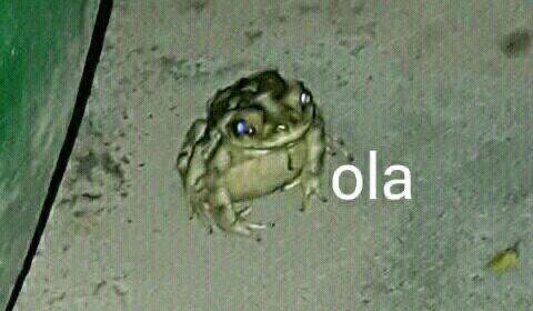 ola