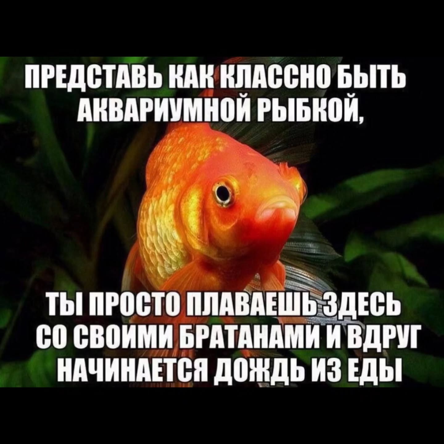 ПРЕДСТАВЬ НАК КЛАССНО БЫТЬ АНВАРИУМНОИ РЫБКОИ, ТЫ ПРОСТО ПЛАВАЕШЬ ЗДЕСЬ СВОИМИ БРАТАНАМИ И ВДРУГ НАЧИНАЕТСЯ ДОЖДЬ ИЗ ЕДЫ