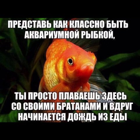 ПРЕДСТАВЬ НАК КЛАССНО БЫТЬ АНВАРИУМНОИ РЫБКОИ, ТЫ ПРОСТО ПЛАВАЕШЬ ЗДЕСЬ СВОИМИ БРАТАНАМИ И ВДРУГ НАЧИНАЕТСЯ ДОЖДЬ ИЗ ЕДЫ