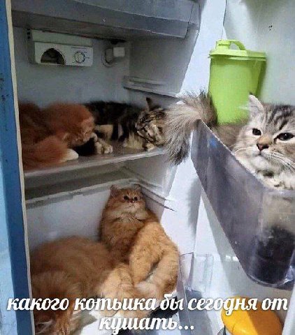 какого котьика от)