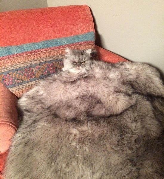 2 2 4