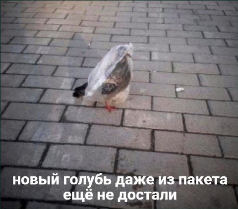 новый голубь даже из пакета ещё не достали