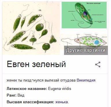 Другие Евген зеленый женек ты пиздгнулся вылезай оттудова Википедия Латинское название: Eugena viridis Ранг: Вид Высшая классификация: женька.