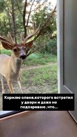 Кормлю оленя,которого встретил у двери и даже не а подозреваю ‚что... | он приведёт все свое | семейство @ OH приведёт as |