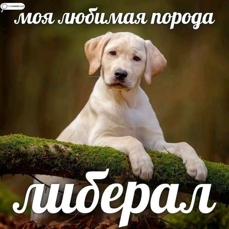 любимая порода