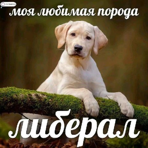 любимая порода