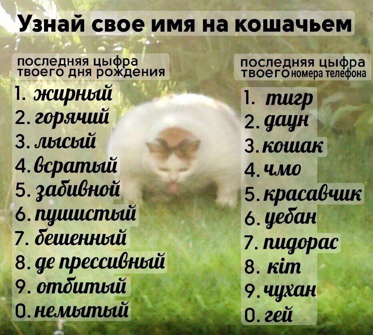 Узнай свое имя на кошачьем последняя цыфра последняя твоего дня рождения телефона 1. жирный 1. 2. 2. даун 3. 4.всратый 4.чмо 5. забивной 5. красавчик! 6. 6. 7. 7. пидорас 8. прессивный 8. kim 19. отди