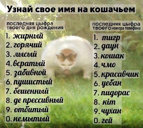 Узнай свое имя на кошачьем последняя цыфра последняя твоего дня рождения телефона 1. жирный 1. 2. 2. даун 3. 4.всратый 4.чмо 5. забивной 5. красавчик! 6. 6. 7. 7. пидорас 8. прессивный 8. kim 19. отди