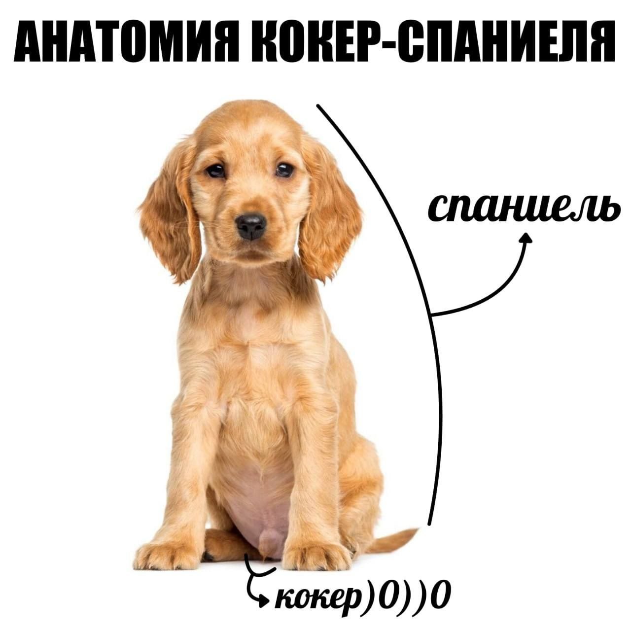 АНАТОМИЯ КОКЕР-СПАНИЕЛЯ кокер)0))0