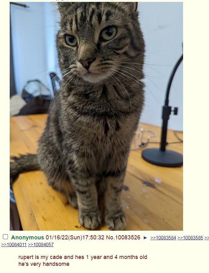 Rupert is best thing which happened to 4chan