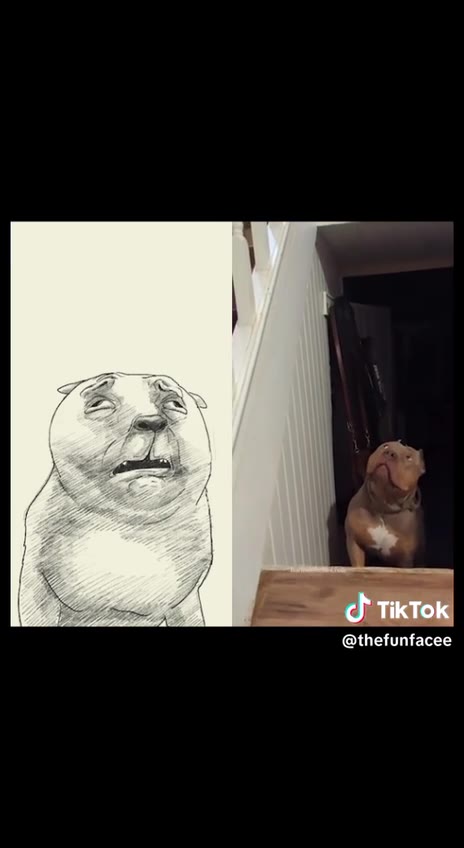 scared of the kitty Ш ВМ = Фткток Discover more creators