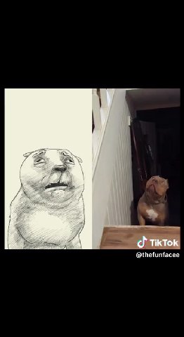 scared of the kitty Ш ВМ = Фткток Discover more creators