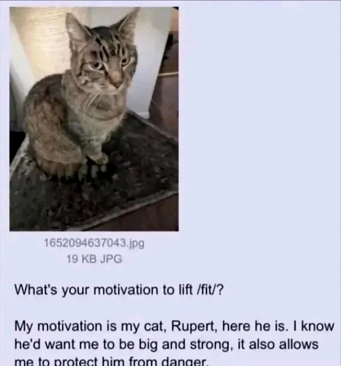 77. a 4 165209463 7043 19 What's your motivation to lift /fit/? My motivation is my cat, Rupert, here he is. know he'd want me to be big and strong, it also allows me to nrotect him fram danger