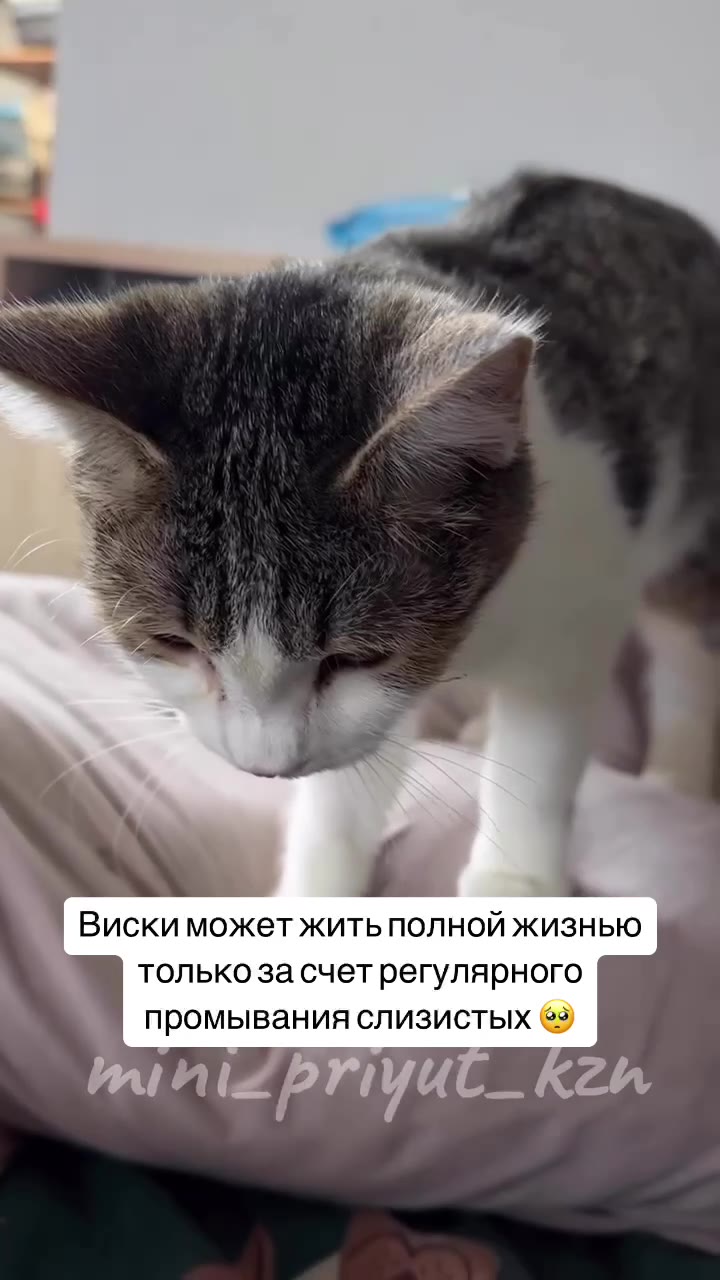 Она могла погибнуть там, в подвале❤️‍🩹
Могла ослепнуть. Не справиться с инфекцией. 
Но девочки вовремя смогли ей помочь.

Она жива. Полностью здоровой назвать не получится, но у неё есть возможность ж