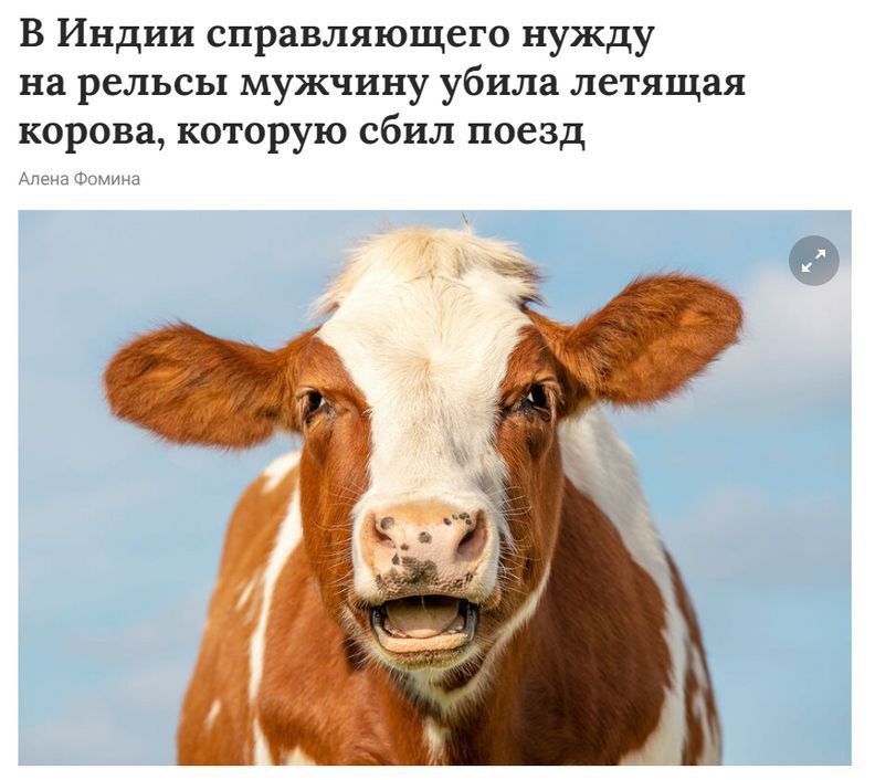 В Индии справляющего нужду на рельсы мужчину убила летящая корова, которую сбил поезд Алена Фомина 2