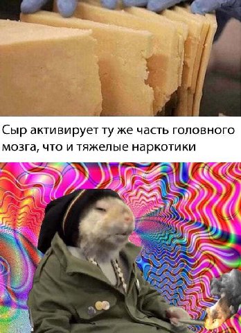 Сыр активирует же часть головного мозга, что и тяжелые наркотики 4