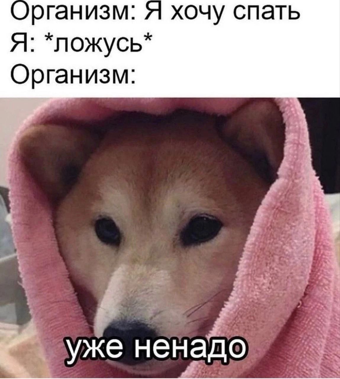 Организм: Я хочу спать Я: *ложусь* Организм: уже ненадо