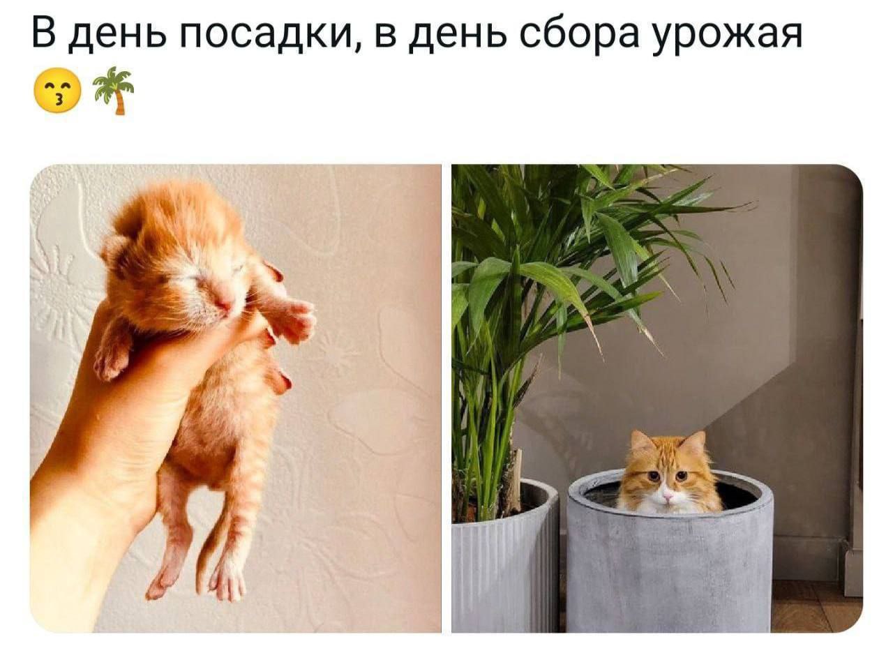 В день посадки, в день сбора урожая