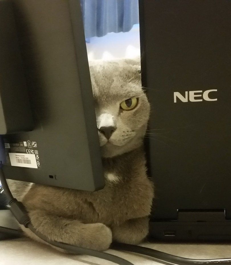 NEC