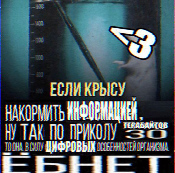 ЕСЛИ КРЫСУ