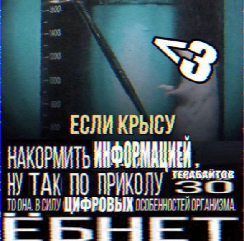 ЕСЛИ КРЫСУ
