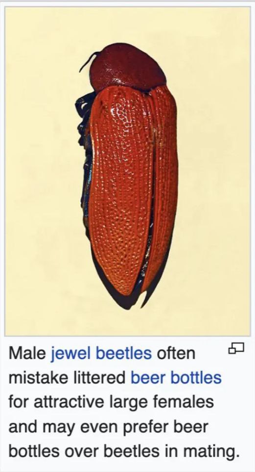 Male jewel beetles оНеп mistake littered beer for attractive large females and may even prefer beer bottles over beetles in mating.