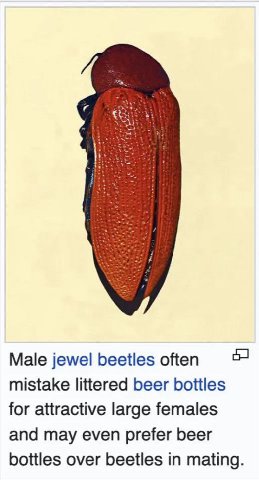 Male jewel beetles оНеп mistake littered beer for attractive large females and may even prefer beer bottles over beetles in mating.