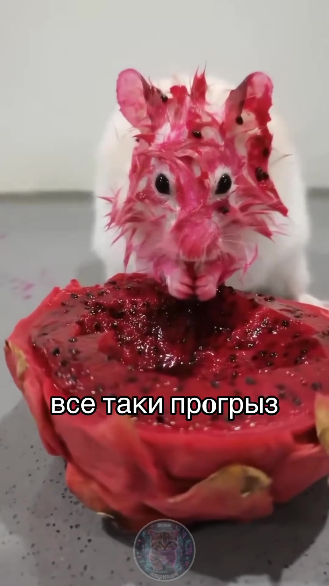 SVOT MATEMM ROTOE LK погружению все: таки прогрыз «