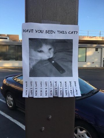 HAVE YOU SEEN THIS CAT? я