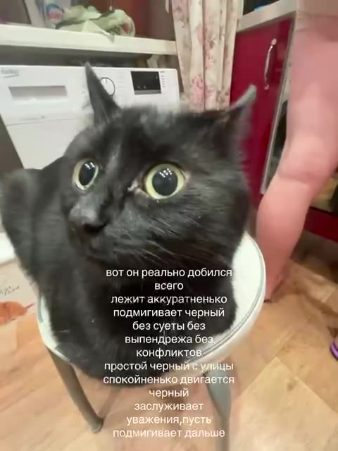 BOT он реально добился! лежит аккуратненько подмигивает черный без суеты без выпендрежа бе конфликтов К простой черн! fy ‚спокойнен гаетс; эстой чер | > *- вотонреальнод 4 к. ч гивает черны