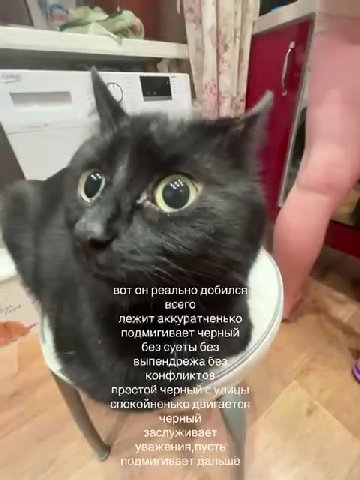 BOT он реально добился! лежит аккуратненько подмигивает черный без суеты без выпендрежа бе конфликтов К простой черн! fy ‚спокойнен гаетс; эстой чер | > *- вотонреальнод 4 к. ч гивает черны