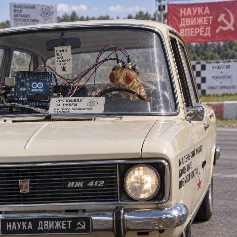 Муху научили управлять автомобилем ИЖ 412: мозг мёртвой дрозофилы подключили к ардуино и научили управлять советским автомобилем.

Мозг отреагировал электрическим импульсом, который сразу вытянул подс
