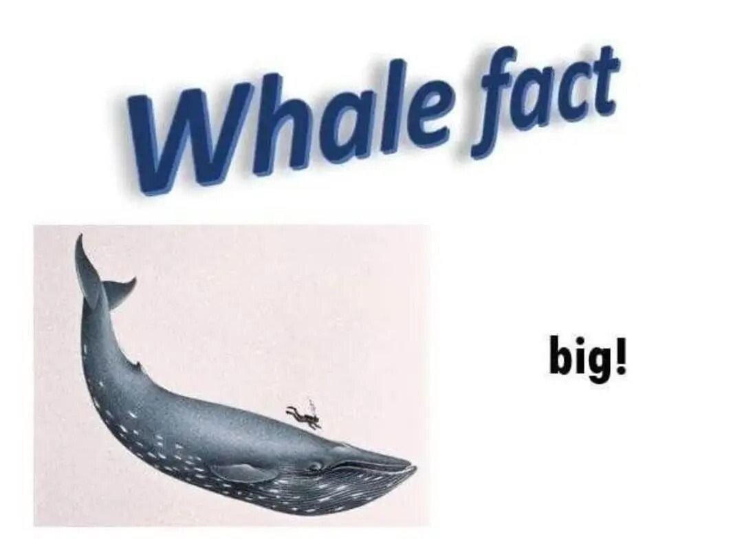 hale fact