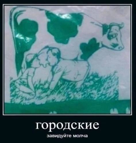 городские завидуите молча