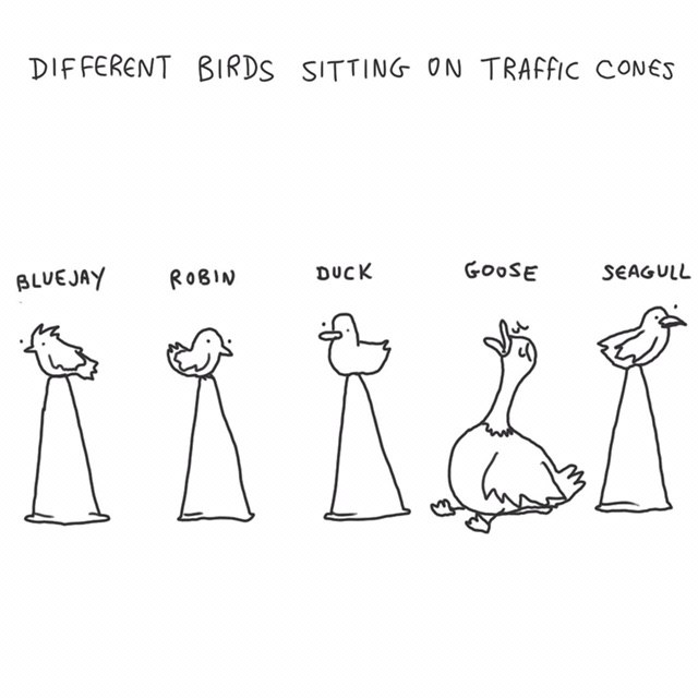 DIFFERENT BIRDS SITTING ON TRAFFIC SEAGULL