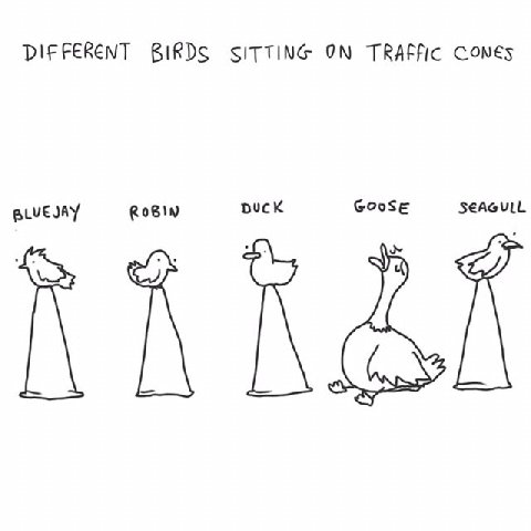 DIFFERENT BIRDS SITTING ON TRAFFIC SEAGULL