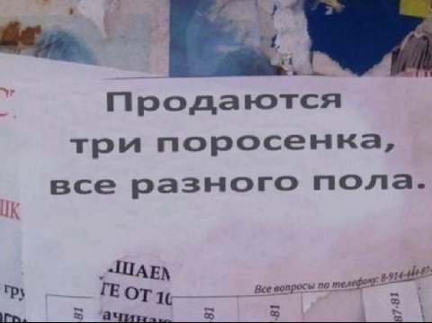 рода три поросенка, все разного пола. --ШАЕХ гру Все вопросы по 1¢ a с А