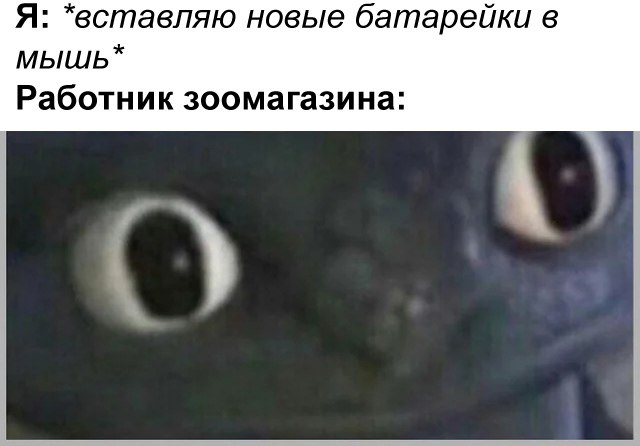 Я: *вставляю новые батарейки в мышь* Работник зоомагазина: