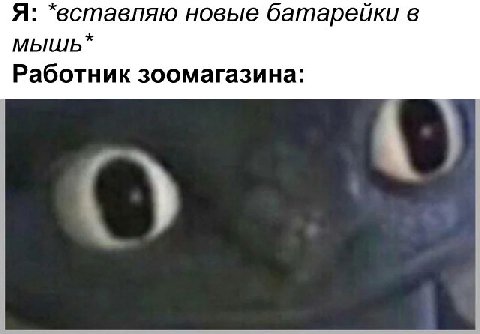 Я: *вставляю новые батарейки в мышь* Работник зоомагазина:
