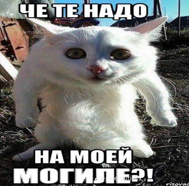 ЧЕТЕ НАДО 7 we Me МОГИЛЕ?!