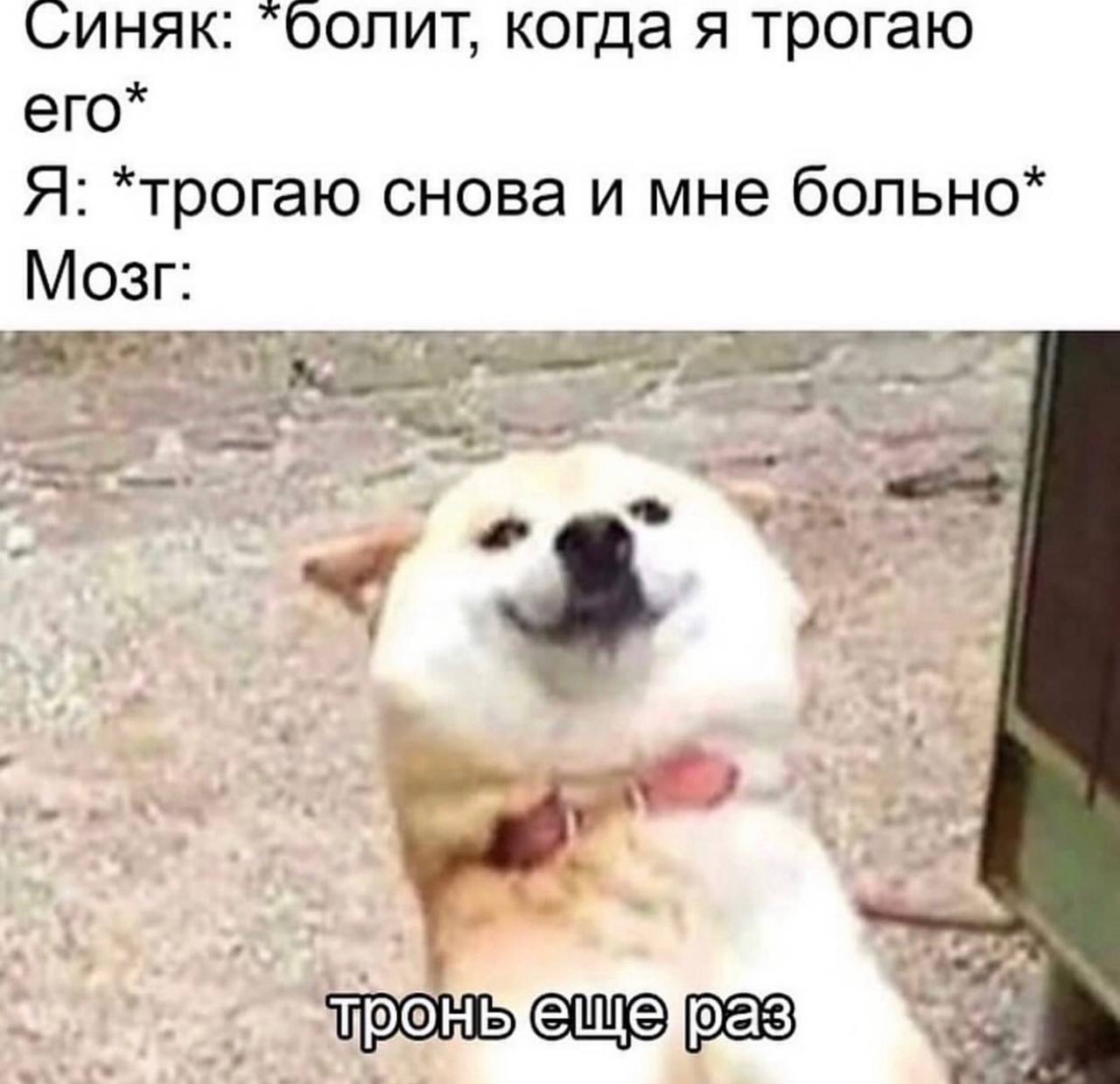Синяк: “болит, когда я трогаю его* Я: *трогаю снова и мне больно* Мозг: con у 4 “у еще рее