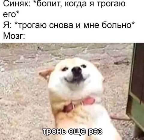 Синяк: “болит, когда я трогаю его* Я: *трогаю снова и мне больно* Мозг: con у 4 “у еще рее