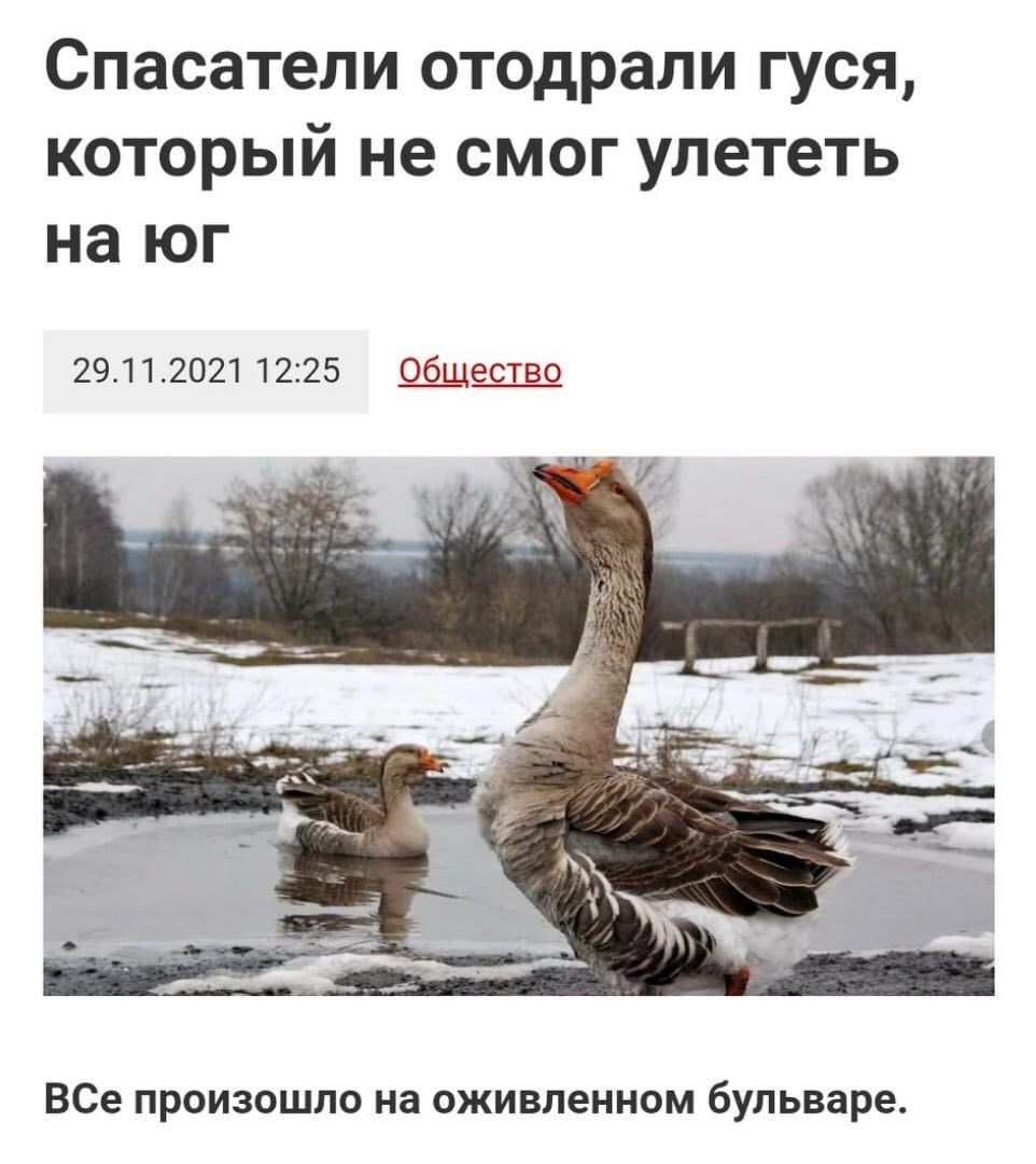 Спасатели отодрали гуся, который не смог улететь на 29.11.2021 12:25 Общество ВСе произошло на оживленном бульваре.