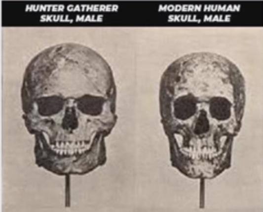HUNTER CATHERER MODERN HUMAN SKULL, MALE SKULL, MALE (к
