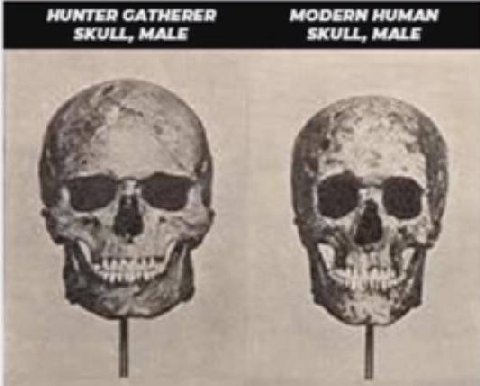 HUNTER CATHERER MODERN HUMAN SKULL, MALE SKULL, MALE (к