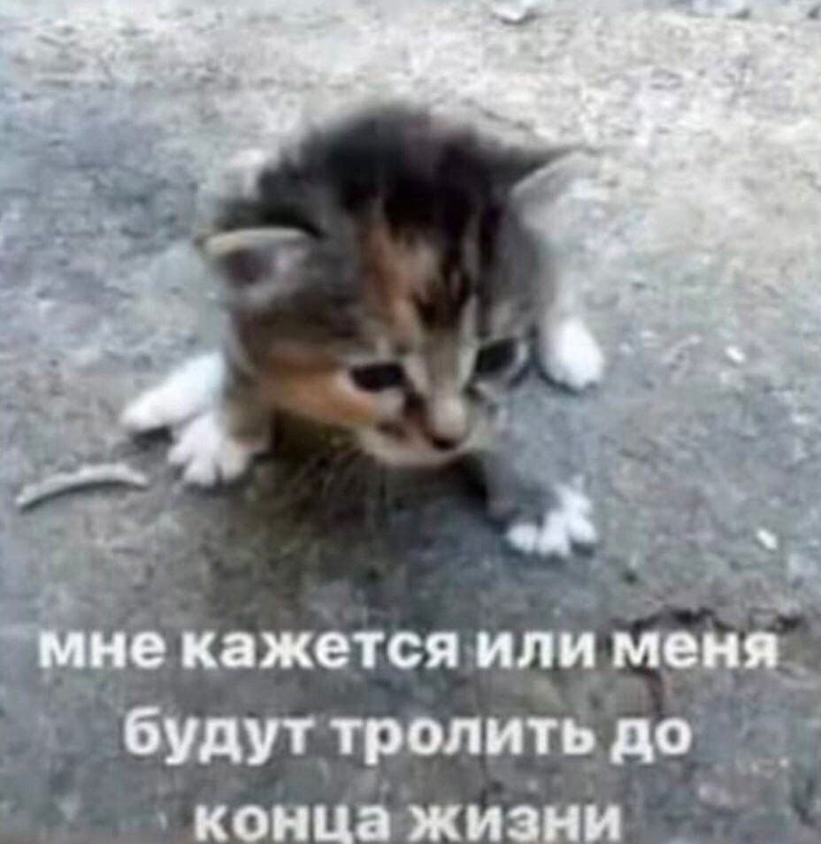 1 veh мне кажется или меня будут тролить до конца жизни