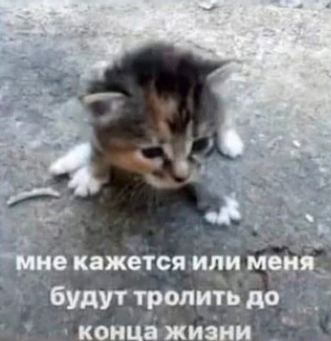 1 veh мне кажется или меня будут тролить до конца жизни