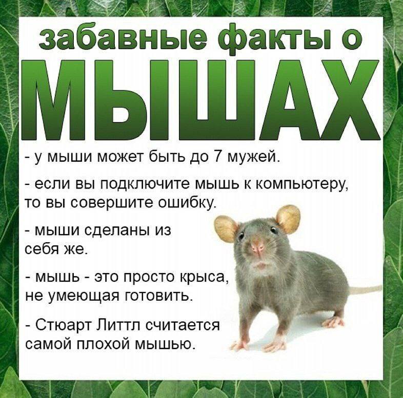 у, и. заб а факты МЫШАХ умыши может быть до 7 мужей. если вы подключите мышь к компьютеру, то вы совершите мыши сделаны из себя же. МЫШЬ это просто крыса, не умеющая готовить. Стюарт Литтл считается с