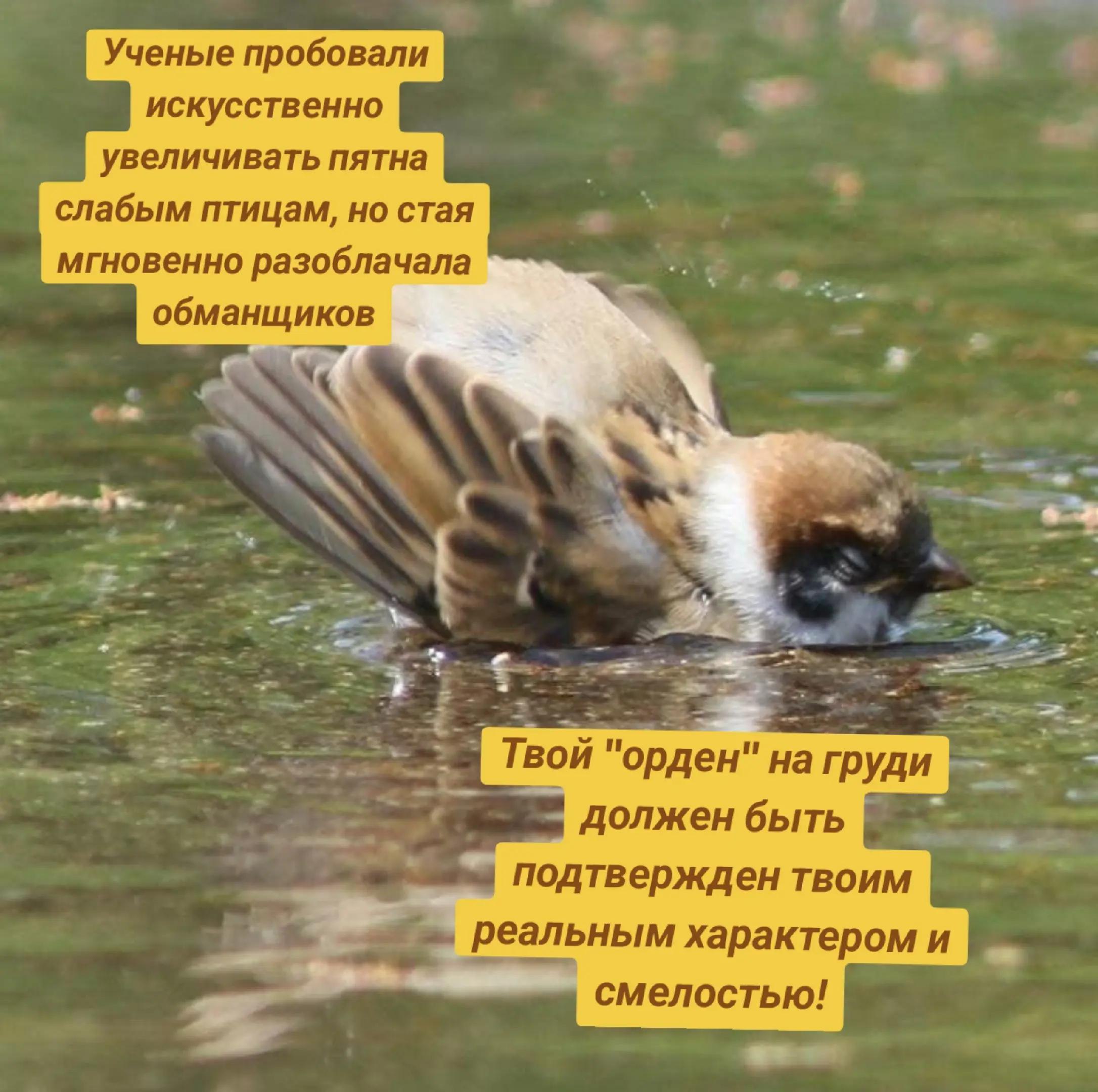 Ученые пробовали искусственно увеличивать пятна слабым птицам, но стая мгновенно разоблачала обманщиков Твой "орден" на груди должен быть подтвержден твоим реальным характером и смелостью!