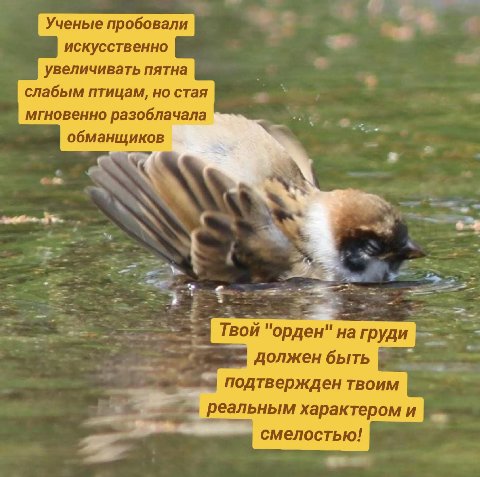 Ученые пробовали искусственно увеличивать пятна слабым птицам, но стая мгновенно разоблачала обманщиков Твой "орден" на груди должен быть подтвержден твоим реальным характером и смелостью!